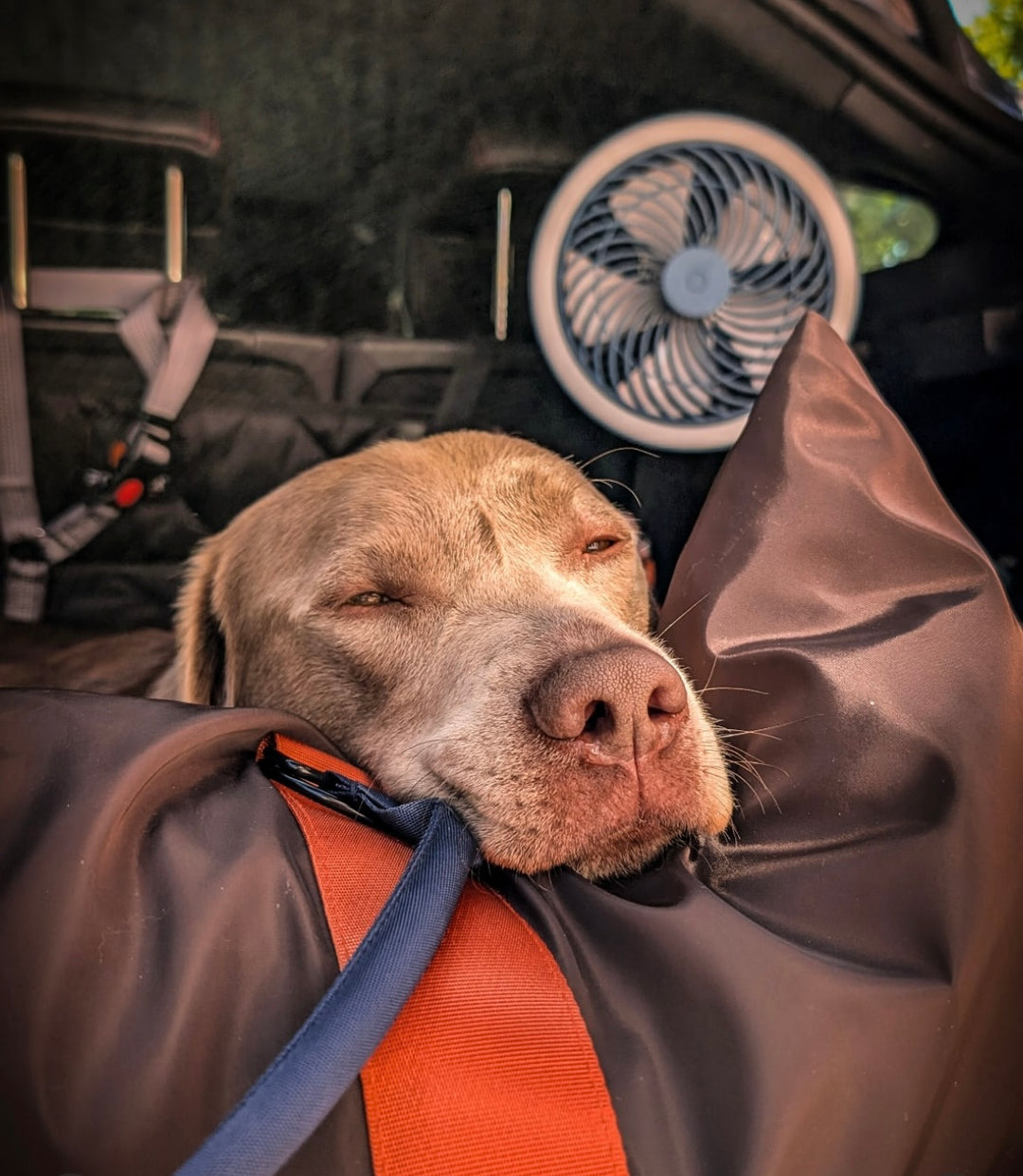 Outward Hound Luxury Large Dog Travel Seat