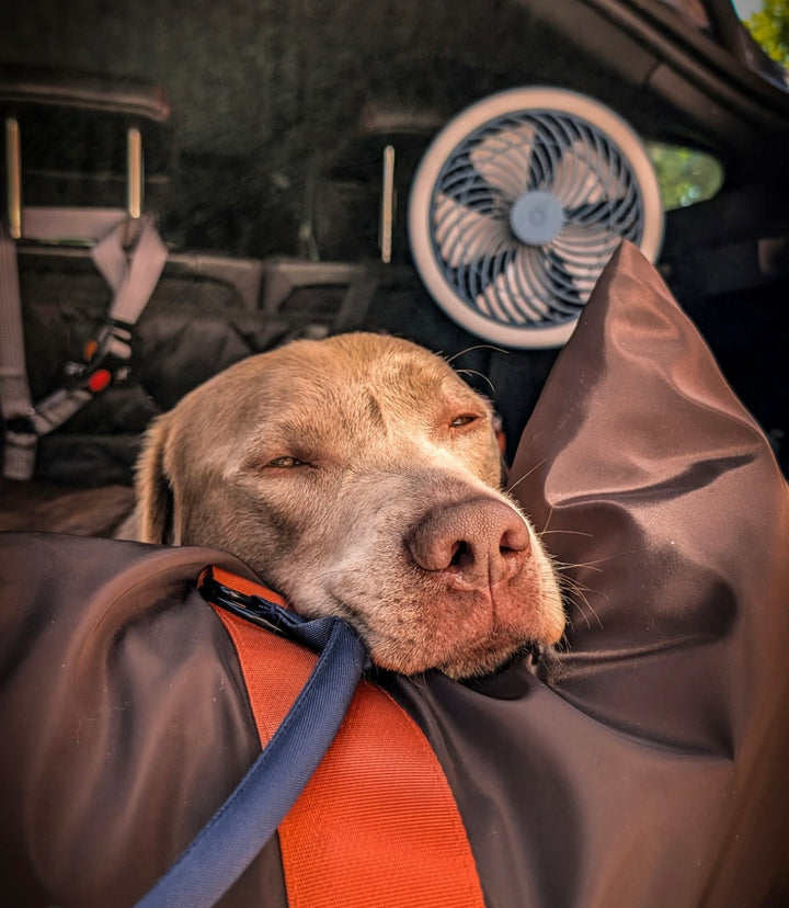 Outward Hound Luxury Large Dog Travel Seat